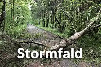 Stormfald i Roskilde