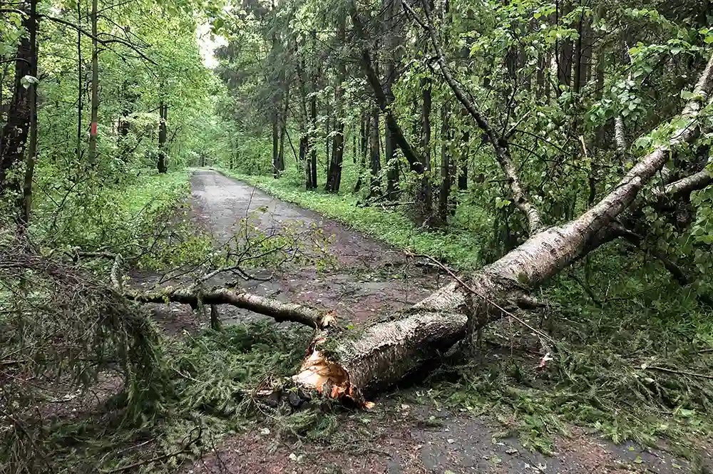 Stormfald i Roskilde